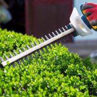 Hedge Trimming