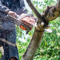 Tree Limb Removal